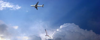 Picture of Plane and Bird Flying-Pixabay.com