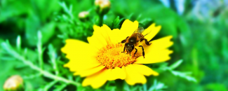 Photo of bee on yellow daisy, free image source.