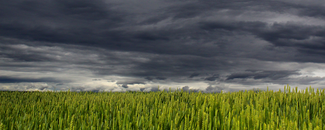 Alt Text: Storm clouds gathering above a wheat field.