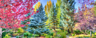 Photo of Vail, Colorado, autumn forest foliage