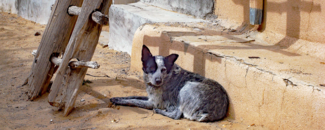 Picture of a dog in New Mexico