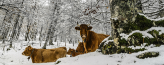 Picture of cows in snow