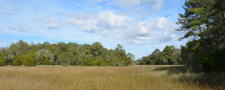 Photo of a South Carolina field landscape