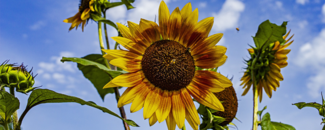 Photo of sunflower blooms against blue sky with clouds