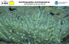 Acanthogorgia sp.