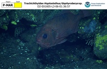 Hoplostethus/Gephyroberyx sp.