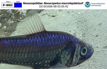 Neoscopelus macrolepidotus?