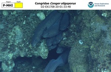 Conger oligoporus