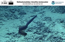 Venefica tentaculata