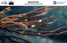 Myzostomida