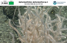 Aphanipathes sp.1