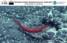 Nematocarcinus cf. longirostris