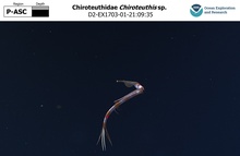 Chiroteuthis sp.