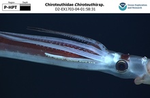 Chiroteuthis sp.