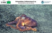 Callistoctopus? sp.
