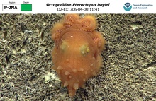 Pteroctopus hoylei