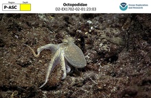 Octopodidae
