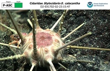 Stylocidaris cf. calacantha