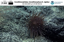 Corallimorphus cf. rigidus