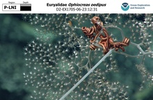 Ophiocreas oedipus