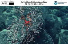 Ophiocreas oedipus