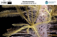Charitometridae