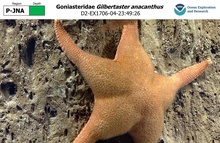 Gilbertaster anacanthus