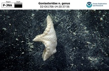 Goniasteridae n. genus
