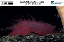 Synallactidae/Laetmogonidae