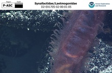 Synallactidae/Laetmogonidae