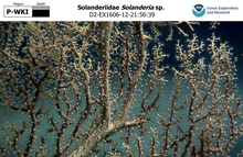 Solanderia sp.
