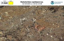 Lepidopora sp.