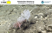 Stylaster sp.