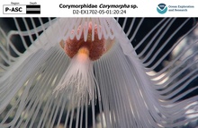 Corymorpha sp.