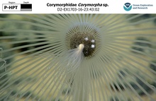Corymorpha sp.