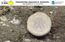 Clypeaster cf. lytopetalus