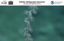 Bathygorgia abyssicola
