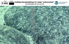 Keratoisidinae C1 clade 