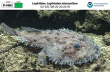 Lophiodes miacanthus