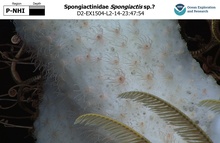 Spongiactis sp.?