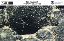 Ophioleucidae?