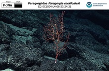 Paragorgia coralloides?