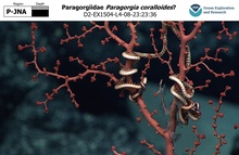 Paragorgia coralloides?