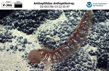 Anthoptilum sp.