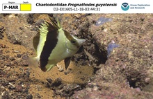 Prognathodes guyotensis