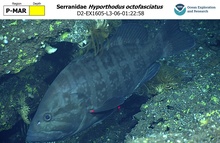 Hyporthodus octofasciatus