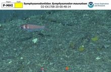 Symphysanodon maunaloae