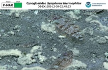Symphurus thermophilus
