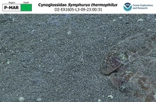 Symphurus thermophilus