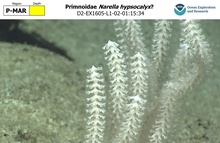 Narella hypsocalyx?
